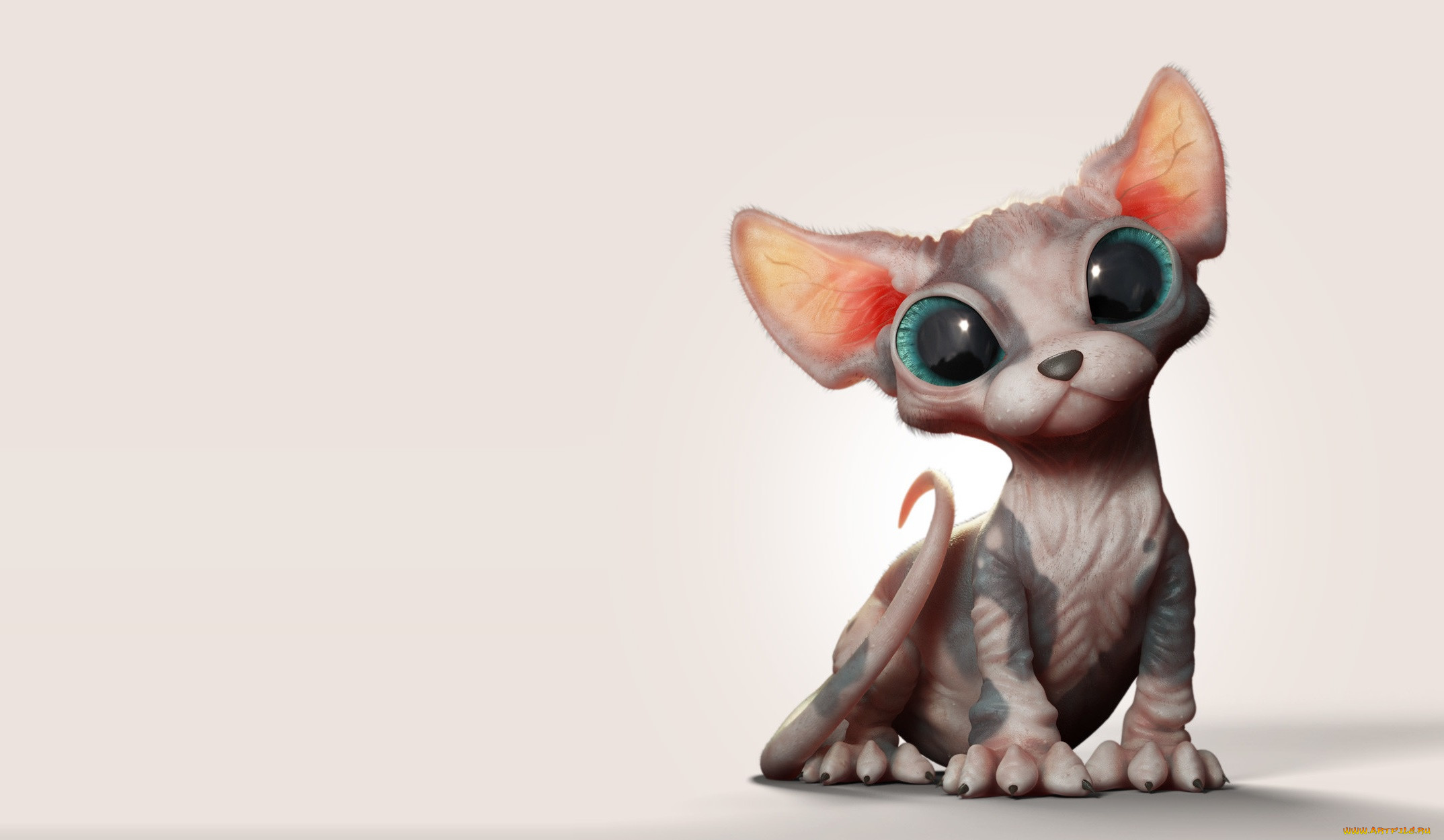 3 ,  , animals, , , , , sphynx, kitten, marcos, nicacio